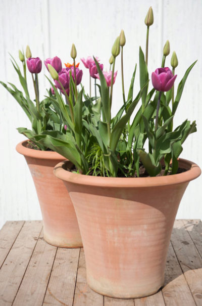 Terracotta Arc Pot large - 53 × 45cm